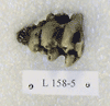 L 158-5