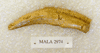 MALA 2974