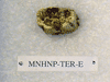 MNHNP-TER E