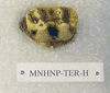 MNHNP-TER H
