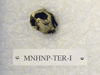 MNHNP-TER I