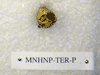 MNHNP-TER P