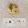 RPL 78