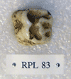 RPL 83