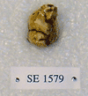 SE 1579