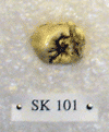 SK 101