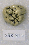 SK 31