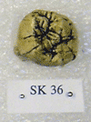 SK 36