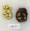 SK 37
