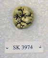SK 3974