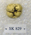 SK 829