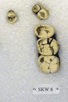 SKW 8