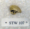 STW 107