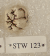 STW 123