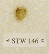 STW 146