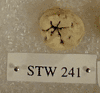STW 241