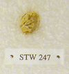 STW 247