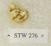 STW 276