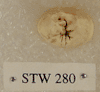 STW 280