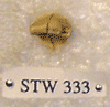 STW 333