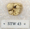 STW 43