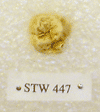 STW 447