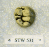 STW 531