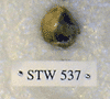 STW 537