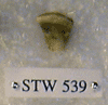 STW 539