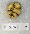 STW 61