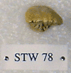 STW 78
