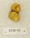 STW 95