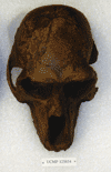 UCMP 125854