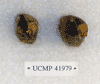 UCMP 41979