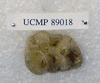 UCMP 89018