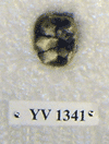 YV 1341