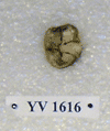 YV 1616