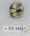YV 1913