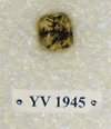 YV 1945