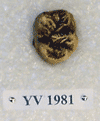 YV 1981