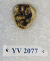 YV 2077