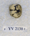 YV 2130