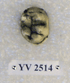 YV 2514